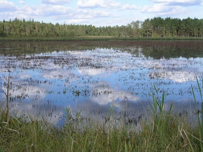 Maakond: Ida-Virumaa Veekogu nimi: Agusalu Suurjärv Pildistamise aeg: 11. september 2007 Pildistaja: H. Timm Pildistamise koht: teadmata Asimuut: