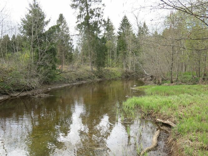 Maakond: Ida-Virumaa Veekogu nimi: Aidu karjääri väljavool Ojamaa jõkke Pildistamise aeg: 5. mai 2014 Pildistaja: H. Timm Pildistamise koht: teadmata Asimuut: