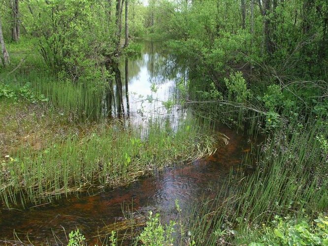 Maakond: Hiiumaa Veekogu nimi: Armioja Pildistamise aeg: 23. mai 2008 Pildistaja: H. Timm Pildistamise koht: Kõrgessaare Asimuut: