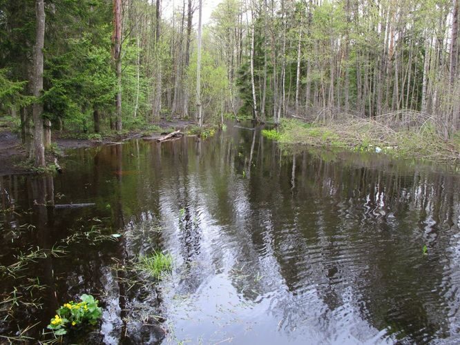 Maakond: Hiiumaa Veekogu nimi: Armioja Pildistamise aeg: 16. mai 2011 Pildistaja: H. Timm Pildistamise koht: Kõrgessaare Asimuut: