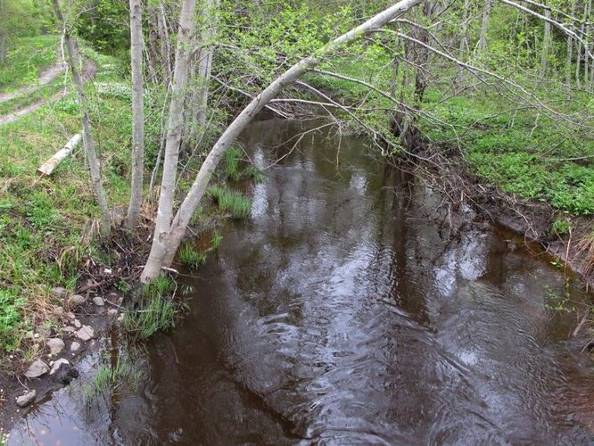 Maakond: Hiiumaa Veekogu nimi: Armioja Pildistamise aeg: 16. mai 2011 Pildistaja: H. Timm Pildistamise koht: Lilbi Asimuut: