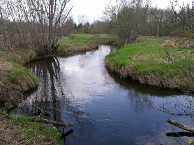 Maakond: Ida-Virumaa Veekogu nimi: Avijõgi Pildistamise aeg: 7. mai 2009 Pildistaja: H. Timm Pildistamise koht: Kaasiksaare Asimuut: