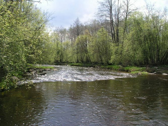 Maakond: Ida-Virumaa Veekogu nimi: Avijõgi Pildistamise aeg: 7. mai 2009 Pildistaja: H. Timm Pildistamise koht: Vadi koole Asimuut: