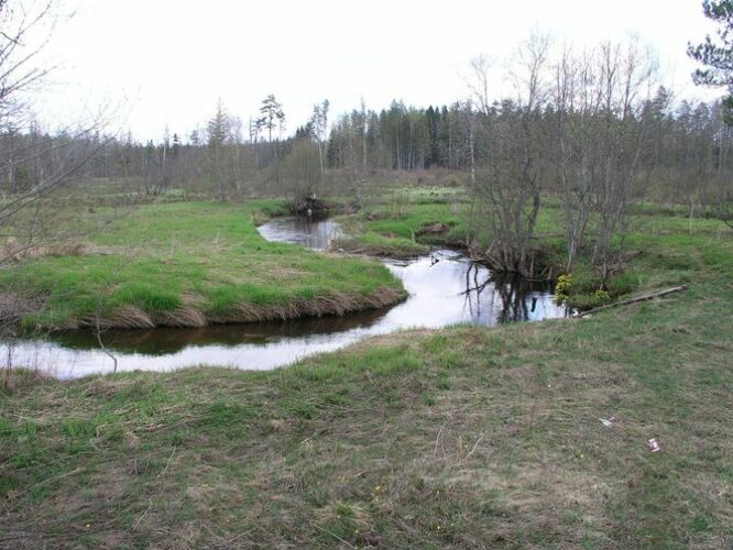 Maakond: Ida-Virumaa Veekogu nimi: Avijõgi Pildistamise aeg: 7. mai 2009 Pildistaja: H. Timm Pildistamise koht: Kaasiksaare Asimuut: