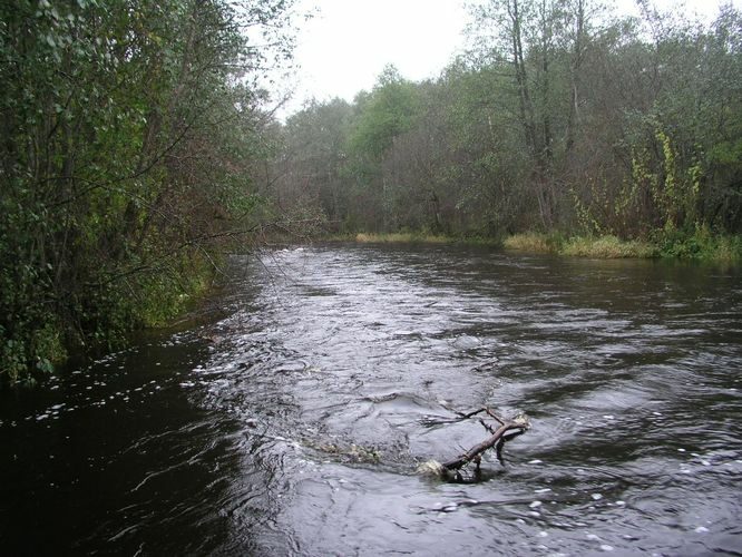 Maakond: Ida-Virumaa Veekogu nimi: Avijõgi Pildistamise aeg: 7. mai 2009 Pildistaja: H. Timm Pildistamise koht: Kaasiksaare Asimuut: