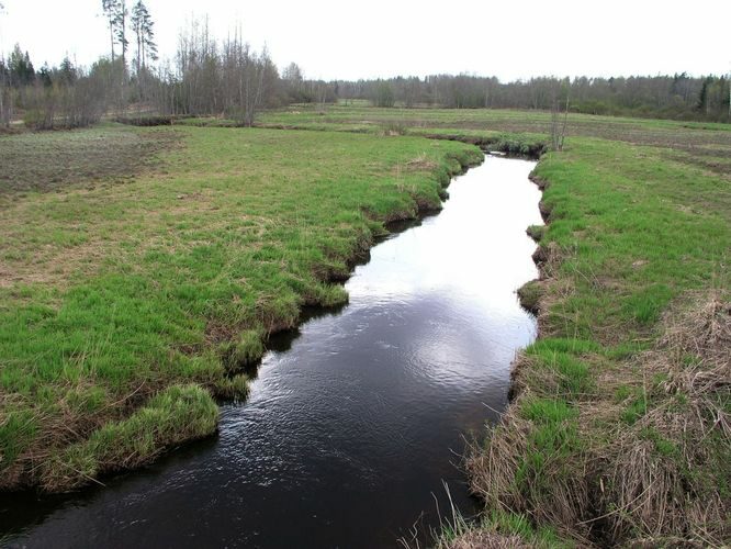 Maakond: Ida-Virumaa Veekogu nimi: Avijõgi Pildistamise aeg: 7. mai 2009 Pildistaja: H. Timm Pildistamise koht: Kaasiksaare Asimuut: