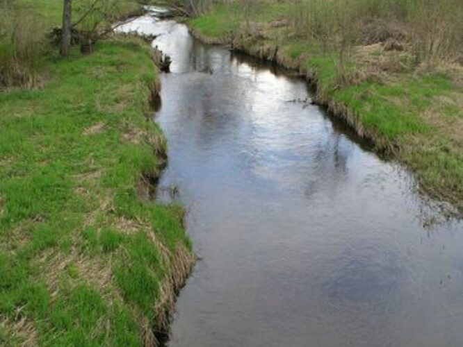 Maakond: Ida-Virumaa Veekogu nimi: Avijõgi Pildistamise aeg: 7. mai 2009 Pildistaja: H. Timm Pildistamise koht: Kaasiksaare Asimuut: