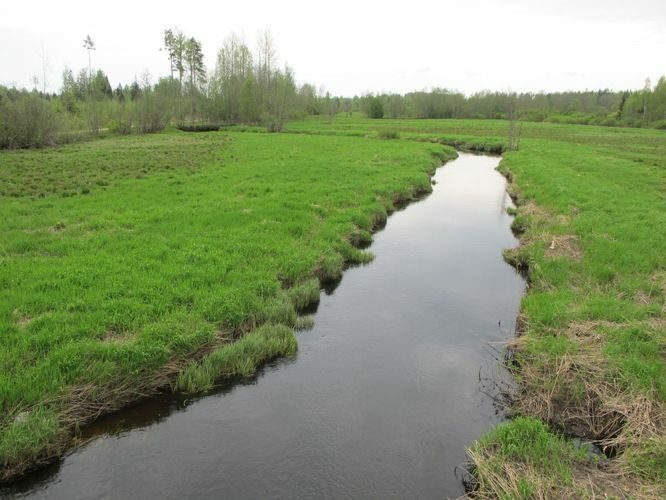 Maakond: Ida-Virumaa Veekogu nimi: Avijõgi Pildistamise aeg: 15. mai 2010 Pildistaja: H. Timm Pildistamise koht: Kaasiksaare Asimuut: