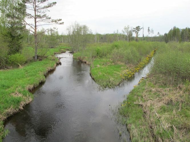 Maakond: Ida-Virumaa Veekogu nimi: Avijõgi Pildistamise aeg: 15. mai 2010 Pildistaja: H. Timm Pildistamise koht: Kaasiksaare Asimuut: