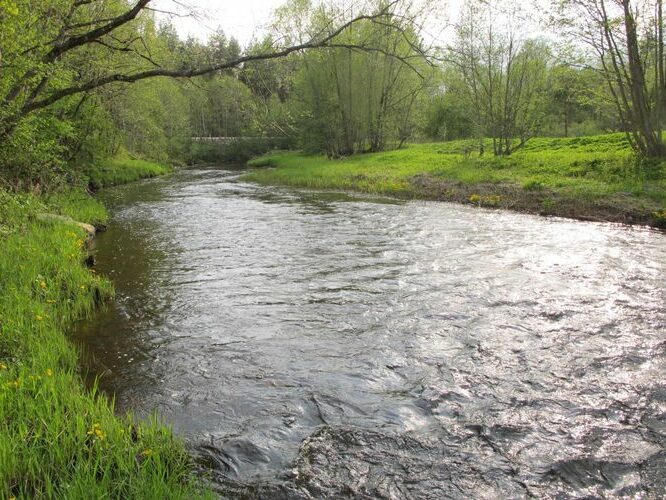 Maakond: Ida-Virumaa Veekogu nimi: Avijõgi Pildistamise aeg: 16. mai 2012 Pildistaja: H. Timm Pildistamise koht: Separa Asimuut: