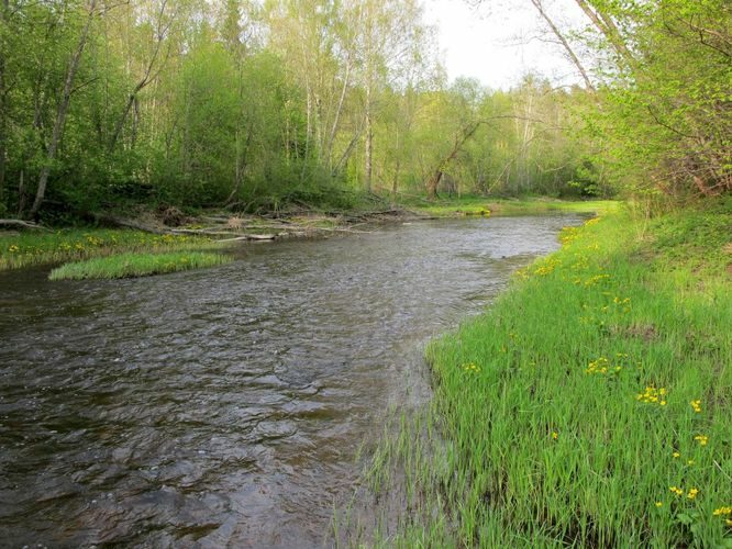 Maakond: Ida-Virumaa Veekogu nimi: Avijõgi Pildistamise aeg: 16. mai 2012 Pildistaja: H. Timm Pildistamise koht: Separa Asimuut: