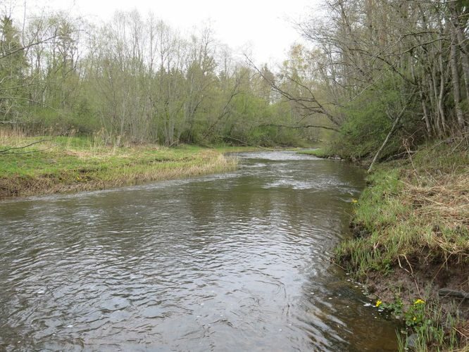 Maakond: Ida-Virumaa Veekogu nimi: Avijõgi Pildistamise aeg: 5. mai 2014 Pildistaja: H. Timm Pildistamise koht: Separa Asimuut: