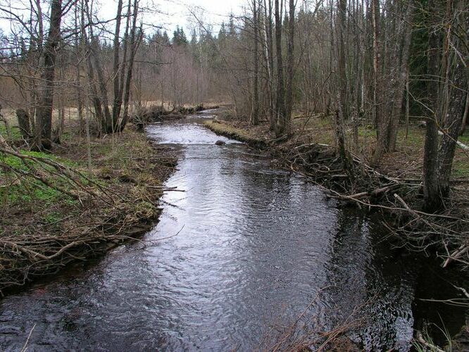 Maakond: Ida-Virumaa Veekogu nimi: Gorodenka oja Pildistamise aeg: 23. aprill 2007 Pildistaja: H. Timm Pildistamise koht: Dobrina Asimuut: