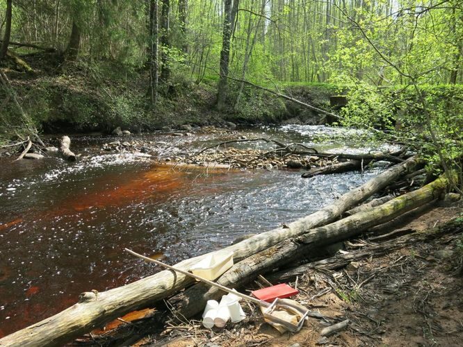 Maakond: Ida-Virumaa Veekogu nimi: Gorodenka jõgi Pildistamise aeg: 14. mai 2013 Pildistaja: H. Timm Pildistamise koht: alamjooks Asimuut: