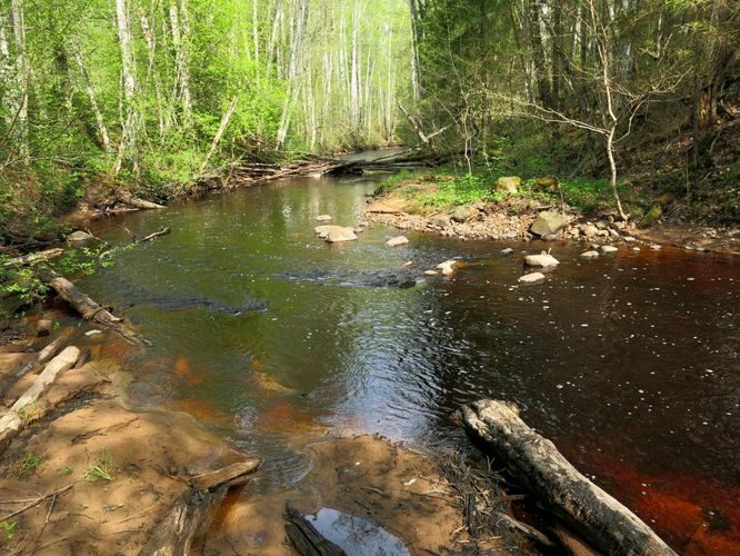 Maakond: Ida-Virumaa Veekogu nimi: Gorodenka jõgi Pildistamise aeg: 14. mai 2013 Pildistaja: H. Timm Pildistamise koht: alamjooks Asimuut: