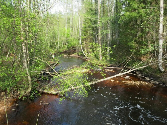 Maakond: Ida-Virumaa Veekogu nimi: Gorodenka jõgi Pildistamise aeg: 14. mai 2013 Pildistaja: H. Timm Pildistamise koht: alamjooks Asimuut: