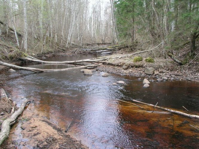 Maakond: Ida-Virumaa Veekogu nimi: Gorodenka oja Pildistamise aeg: 23. aprill 2007 Pildistaja: H. Timm Pildistamise koht: alamjooks Asimuut: