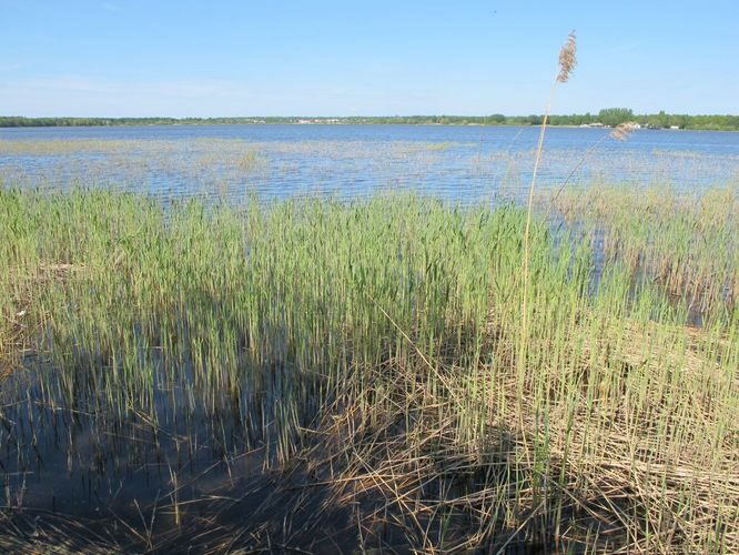 Maakond: Harjumaa Veekogu nimi: Harku järv Pildistamise aeg: 25. mai 2012 Pildistaja: H. Timm Pildistamise koht: teadmata Asimuut: