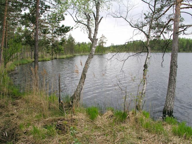 Maakond: Ida-Virumaa Veekogu nimi: Imatu järv Pildistamise aeg: 31. mai 2003 Pildistaja: H. Timm Pildistamise koht: teadmata Asimuut: