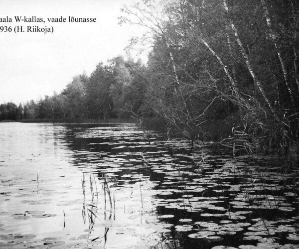 Maakond: Ida-Virumaa Veekogu nimi: Jaala järv Pildistamise aeg: 1936 Pildistaja: H. Riikoja Pildistamise koht: W-kaldalt S Asimuut: