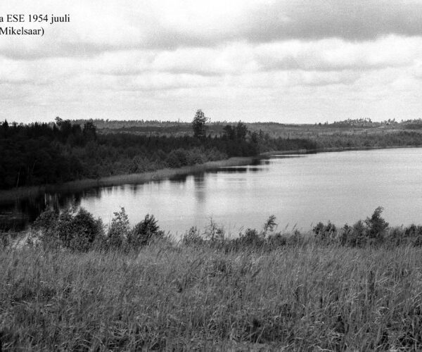Maakond: Ida-Virumaa Veekogu nimi: Jaala järv Pildistamise aeg: juuli 1954 Pildistaja: N. Mikelsaar Pildistamise koht: ESE Asimuut: