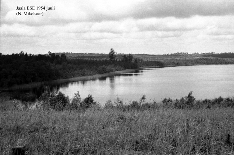 Maakond: Ida-Virumaa Veekogu nimi: Jaala järv Pildistamise aeg: juuli 1954 Pildistaja: N. Mikelsaar Pildistamise koht: ESE Asimuut: