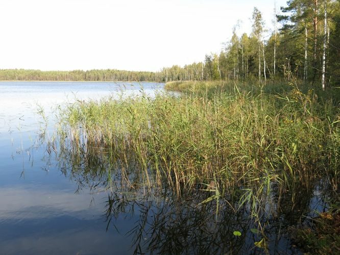 Maakond: Ida-Virumaa Veekogu nimi: Jaala järv Pildistamise aeg: 25. september 2014 Pildistaja: H. Timm Pildistamise koht: teadmata Asimuut: