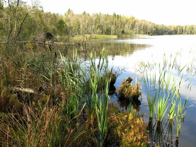 Maakond: Ida-Virumaa Veekogu nimi: Jaala järv Pildistamise aeg: 25. september 2014 Pildistaja: H. Timm Pildistamise koht: teadmata Asimuut: