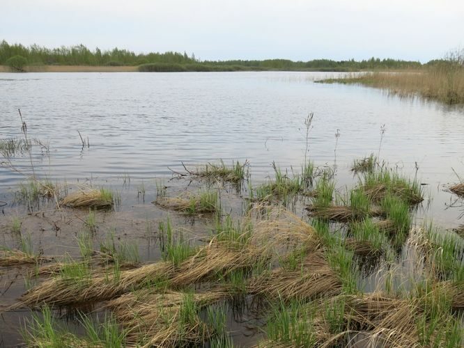 Maakond: Ida-Virumaa Veekogu nimi: Jaama struuga Pildistamise aeg: 14. mai 2013 Pildistaja: H. Timm Pildistamise koht: teadmata Asimuut: