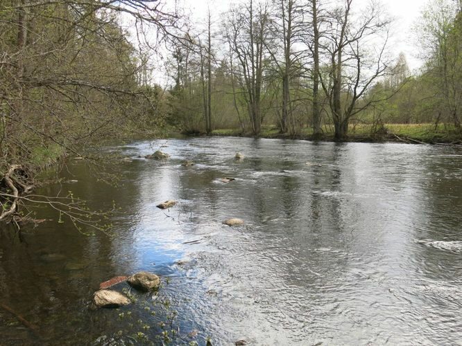 Maakond: Harjumaa Veekogu nimi: Jägala jõgi Pildistamise aeg: 2. mai 2014 Pildistaja: H. Timm Pildistamise koht: Vetla Asimuut: