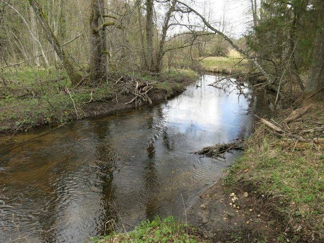 Maakond: Harjumaa Veekogu nimi: Jänijõgi Pildistamise aeg: 2. mai 2014 Pildistaja: H. Timm Pildistamise koht: Krani Asimuut: