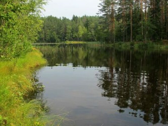 Maakond: Harjumaa Veekogu nimi: Järvi Pikkjärv Pildistamise aeg: august 2010 Pildistaja: H. Timm Pildistamise koht: teadmata Asimuut: