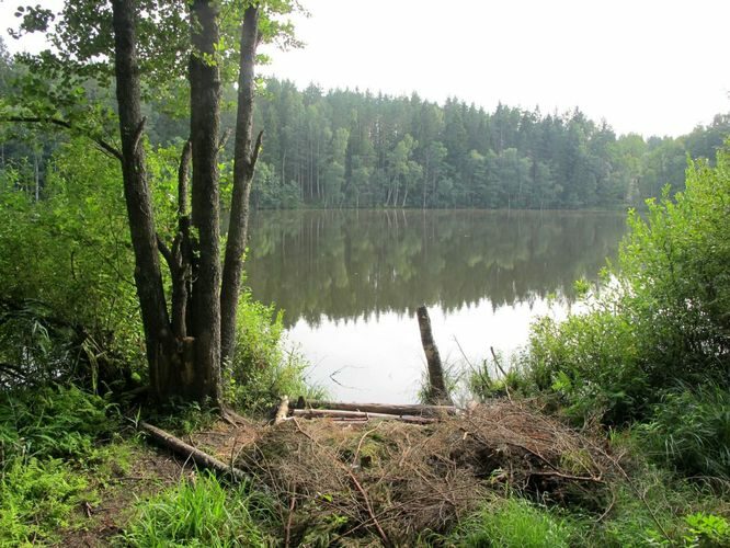 Maakond: Harjumaa Veekogu nimi: Järvi Särgjärv Pildistamise aeg: august 2010 Pildistaja: H. Timm Pildistamise koht: teadmata Asimuut: