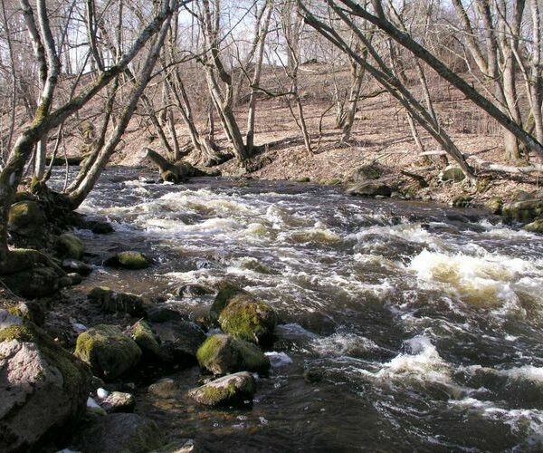Maakond: Harjumaa Veekogu nimi: Jõelähtme jõgi Pildistamise aeg: 25. aprill 2003 Pildistaja: H. Timm Pildistamise koht: enne suuet Asimuut: