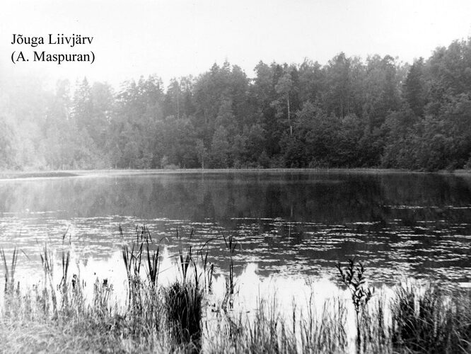 Maakond: Ida-Virumaa Veekogu nimi: Jõuga Liivjärv Pildistamise aeg: teadmata Pildistaja: A. Maspuran Pildistamise koht: teadmata Asimuut: