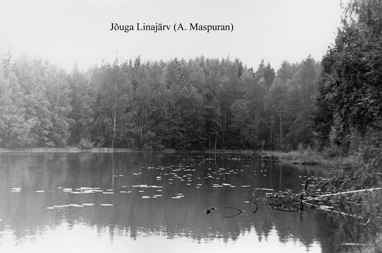 Maakond: Ida-Virumaa Veekogu nimi: Jõuga Linajärv Pildistamise aeg: teadmata Pildistaja: A. Maspuran Pildistamise koht: teadmata Asimuut: