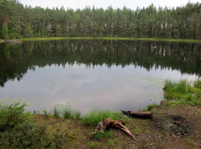 Maakond: Harjumaa Veekogu nimi: Kaasikjärv Pildistamise aeg: august 2010 Pildistaja: H. Timm Pildistamise koht: teadmata Asimuut: