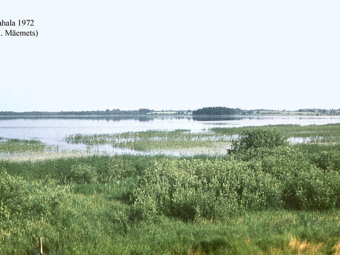 Maakond: Harjumaa Veekogu nimi: Kahala järv Pildistamise aeg: 1972 Pildistaja: A. Mäemets Pildistamise koht: teadmata Asimuut: