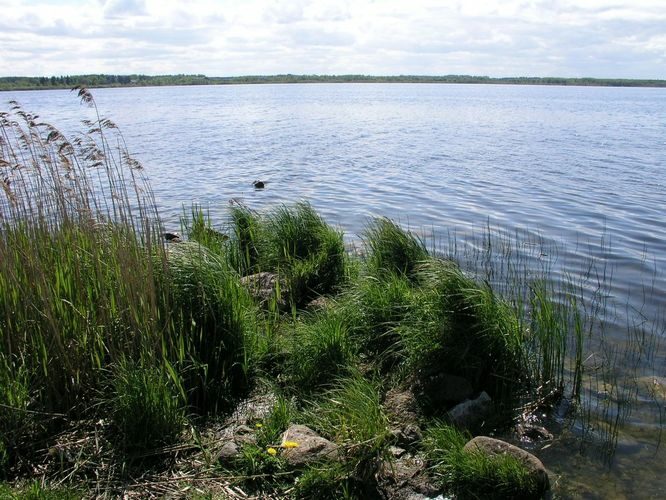 Maakond: Harjumaa Veekogu nimi: Kahala järv Pildistamise aeg: 19. mai 2008 Pildistaja: H. Timm Pildistamise koht: teadmata Asimuut: