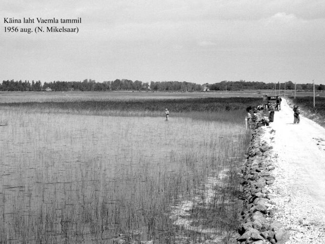 Maakond: Hiiumaa Veekogu nimi: Käina laht Pildistamise aeg: august 1956 Pildistaja: N. Mikelsaar Pildistamise koht: Vaemla tammil Asimuut: NW