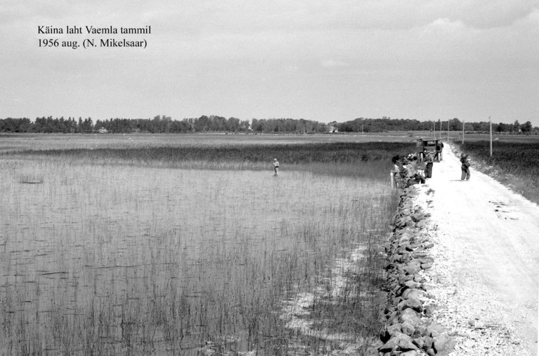 Maakond: Hiiumaa Veekogu nimi: Käina laht Pildistamise aeg: august 1956 Pildistaja: N. Mikelsaar Pildistamise koht: Vaemla tammil Asimuut: NW