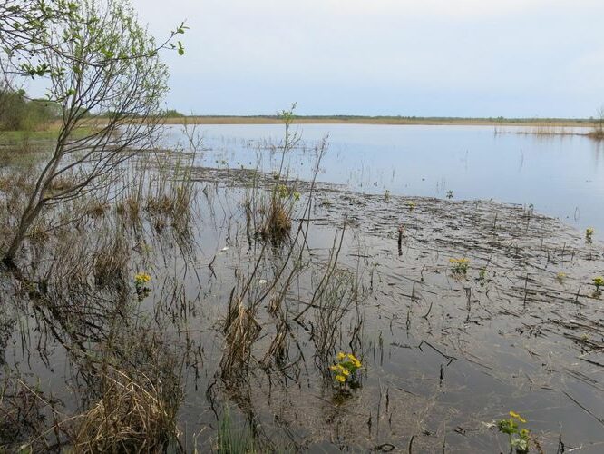 Maakond: Ida-Virumaa Veekogu nimi: Karoli struuga Pildistamise aeg: 14. mai 2013 Pildistaja: H. Timm Pildistamise koht: teadmata Asimuut: