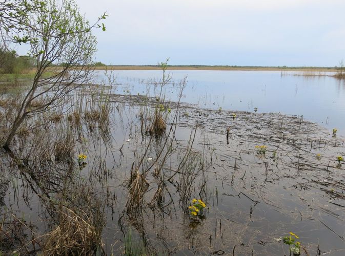 Maakond: Ida-Virumaa Veekogu nimi: Karoli struuga Pildistamise aeg: 14. mai 2013 Pildistaja: H. Timm Pildistamise koht: teadmata Asimuut: