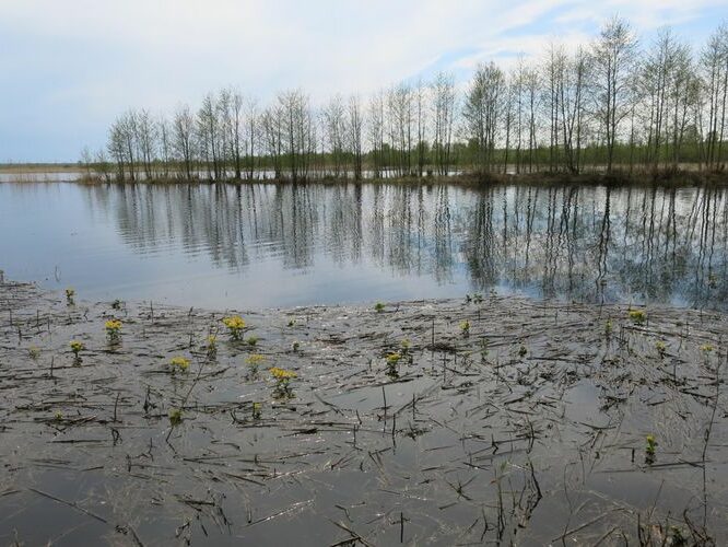 Maakond: Ida-Virumaa Veekogu nimi: Karoli struuga Pildistamise aeg: 14. mai 2013 Pildistaja: H. Timm Pildistamise koht: teadmata Asimuut: