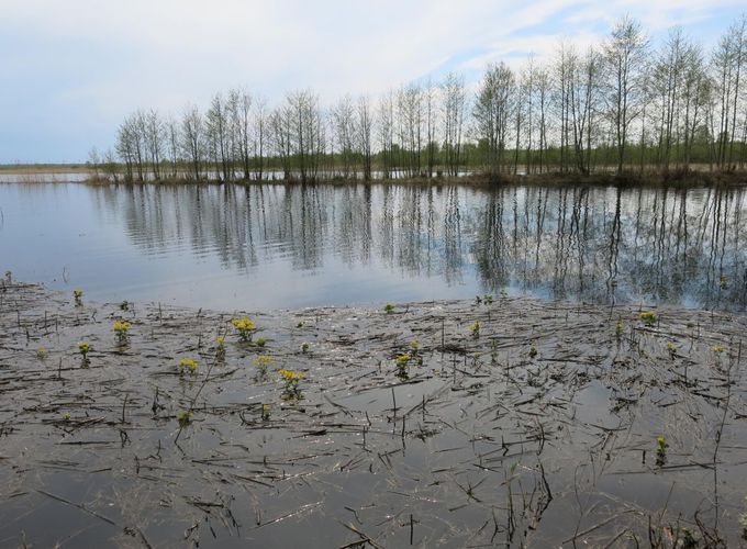 Maakond: Ida-Virumaa Veekogu nimi: Karoli struuga Pildistamise aeg: 14. mai 2013 Pildistaja: H. Timm Pildistamise koht: teadmata Asimuut: