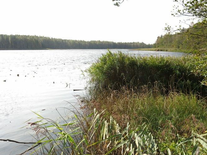 Maakond: Ida-Virumaa Veekogu nimi: Kirjakjärv Pildistamise aeg: 25. september 2014 Pildistaja: H. Timm Pildistamise koht: teadmata Asimuut: