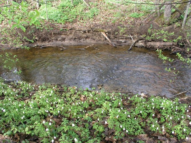 Maakond: Ida-Virumaa Veekogu nimi: Kiviõli kaevanduse kraav Pildistamise aeg: 6. mai 2009 Pildistaja: H. Timm Pildistamise koht: teadmata Asimuut: