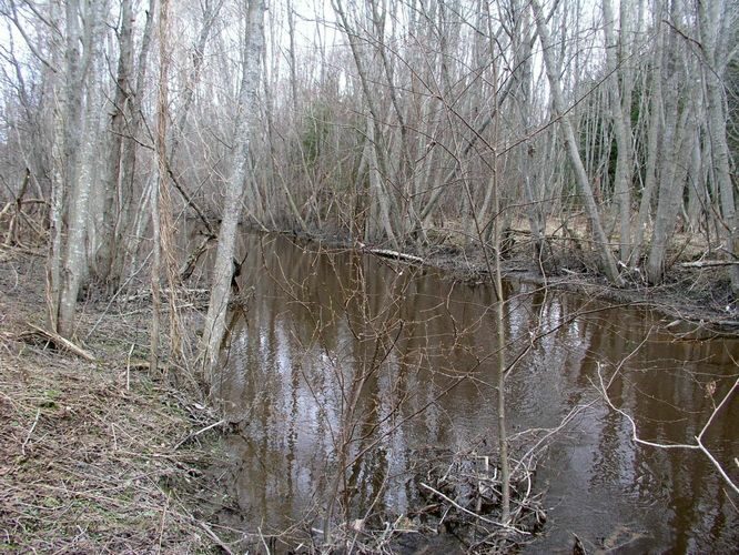 Maakond: Harjumaa Veekogu nimi: Kloostri jõgi Pildistamise aeg: 20. aprill 2006 Pildistaja: H. Timm Pildistamise koht: alamjooks tee ääres Asimuut: