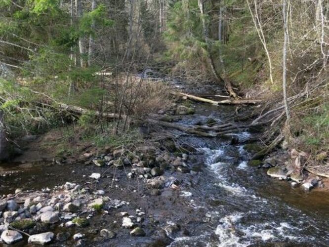 Maakond: Harjumaa Veekogu nimi: Kolga jõgi Pildistamise aeg: 27. aprill 2014 Pildistaja: H. Timm Pildistamise koht: Sae Asimuut: