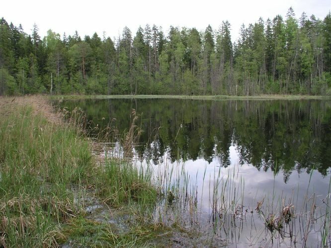 Maakond: Ida-Virumaa Veekogu nimi: Kõnnu Pikkjärv Pildistamise aeg: 31. mai 2003 Pildistaja: H. Timm Pildistamise koht: teadmata Asimuut: